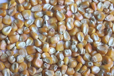 Maize-Corn